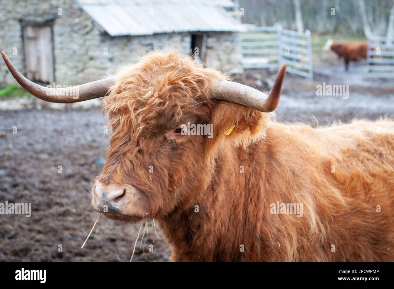 Portrait d'un cheptel écossais rouge. Vache avec de longs cheveux ondulés et de longues cornes Banque D'Images