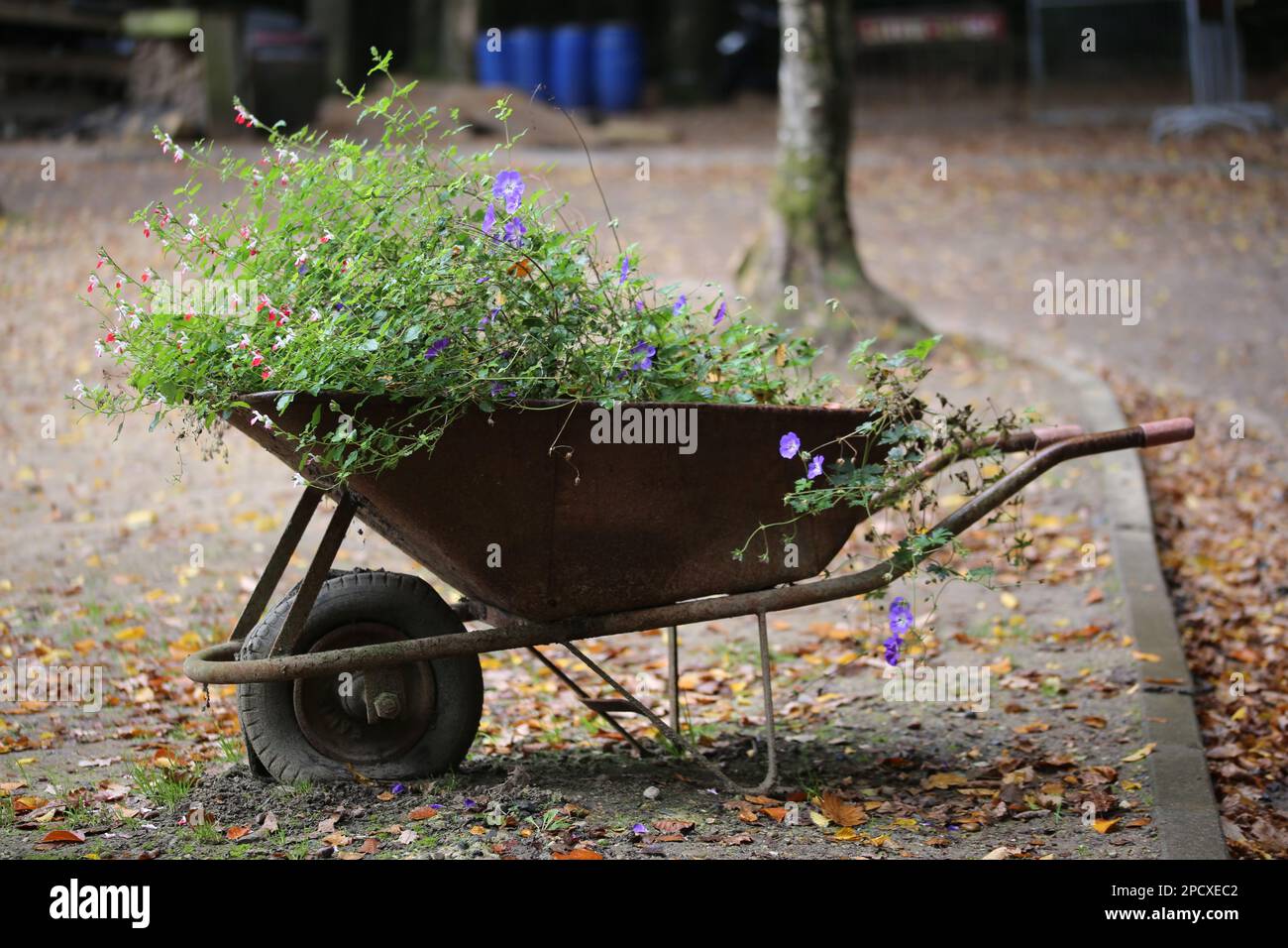 Une brouette remplie de fleurs multicolores gaies dans un jardin Banque D'Images