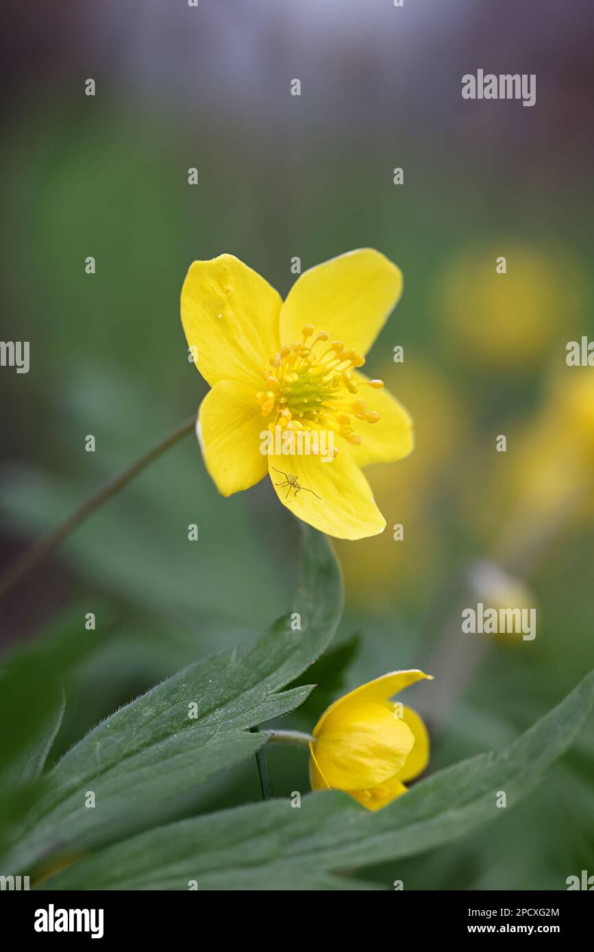 Anemone ranunculides, communément appelée anémone de bois jaune, fleur de printemps sauvage de Finlande Banque D'Images