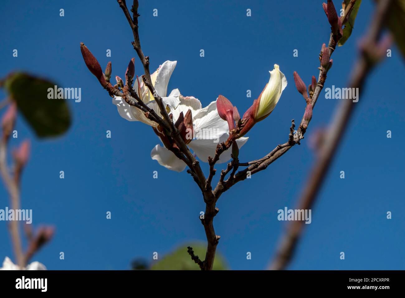 Fleurs blanches de l'arbre de Bauhinia gros plan. Orchidée en fleurs au soleil Banque D'Images
