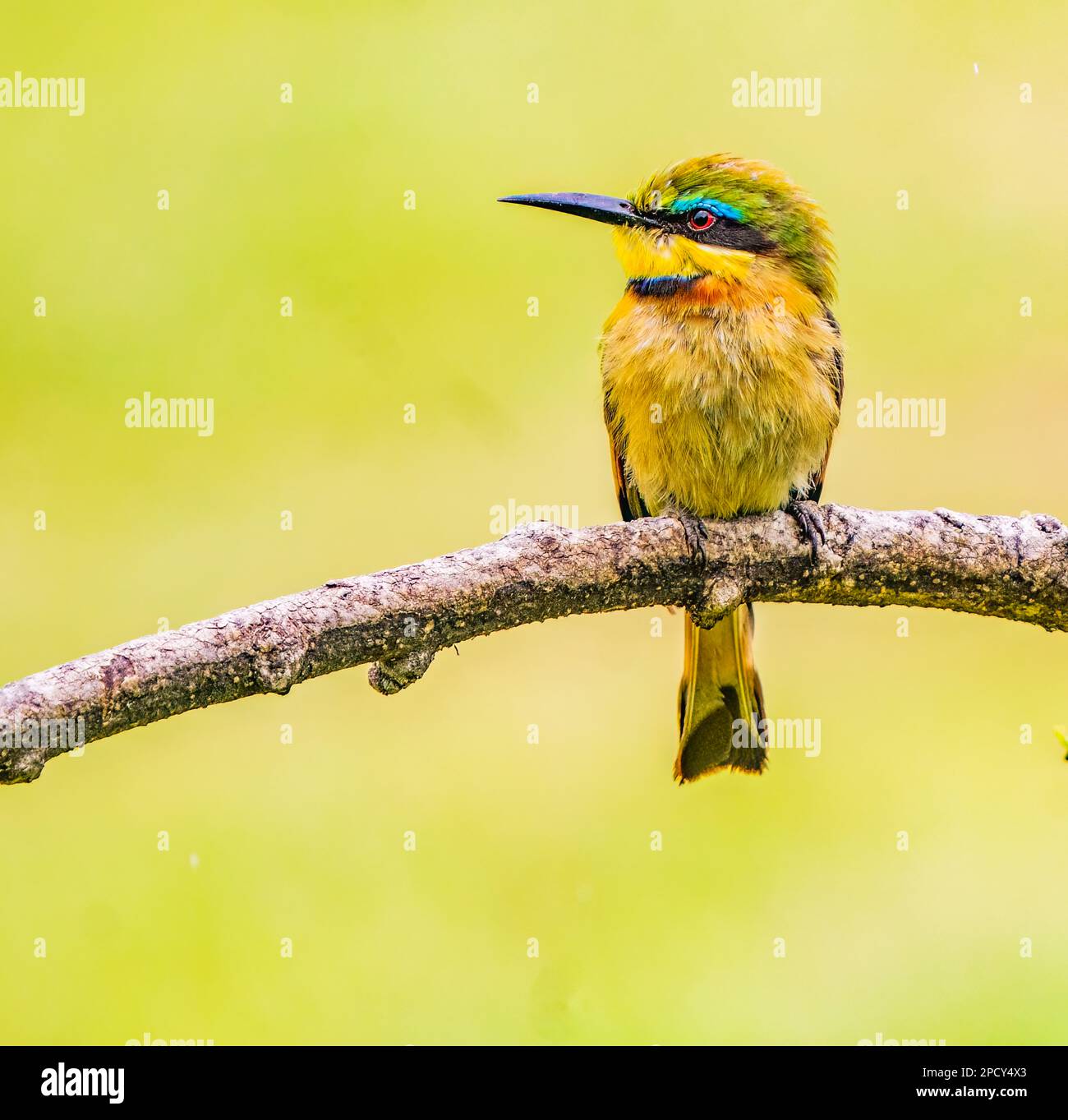 Le beau petit Bee-eater Banque D'Images