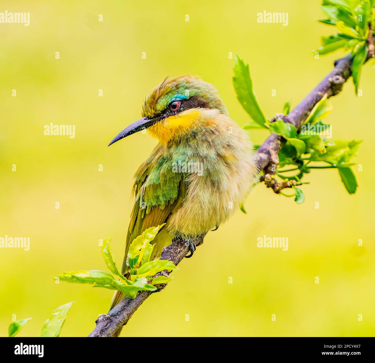 Le beau petit Bee-eater Banque D'Images