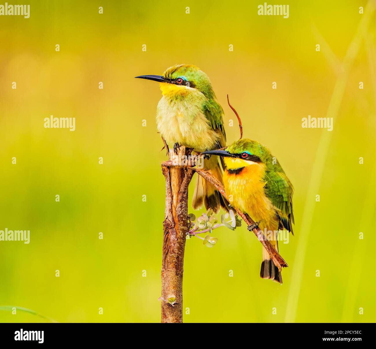 Le beau petit Bee-eater Banque D'Images