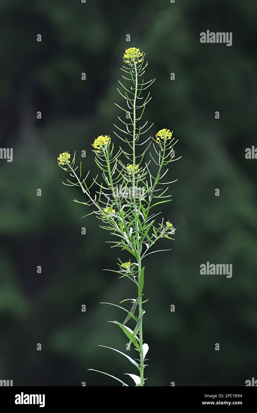 Moutarde de sirop de mélasse, Erysimum cheiranthoides, également connue sous le nom de moutarde de sirop de mélasse, moutarde de graines de villeou wallflower de graines de tournesol, plante à fleurs sauvage de Finlande Banque D'Images