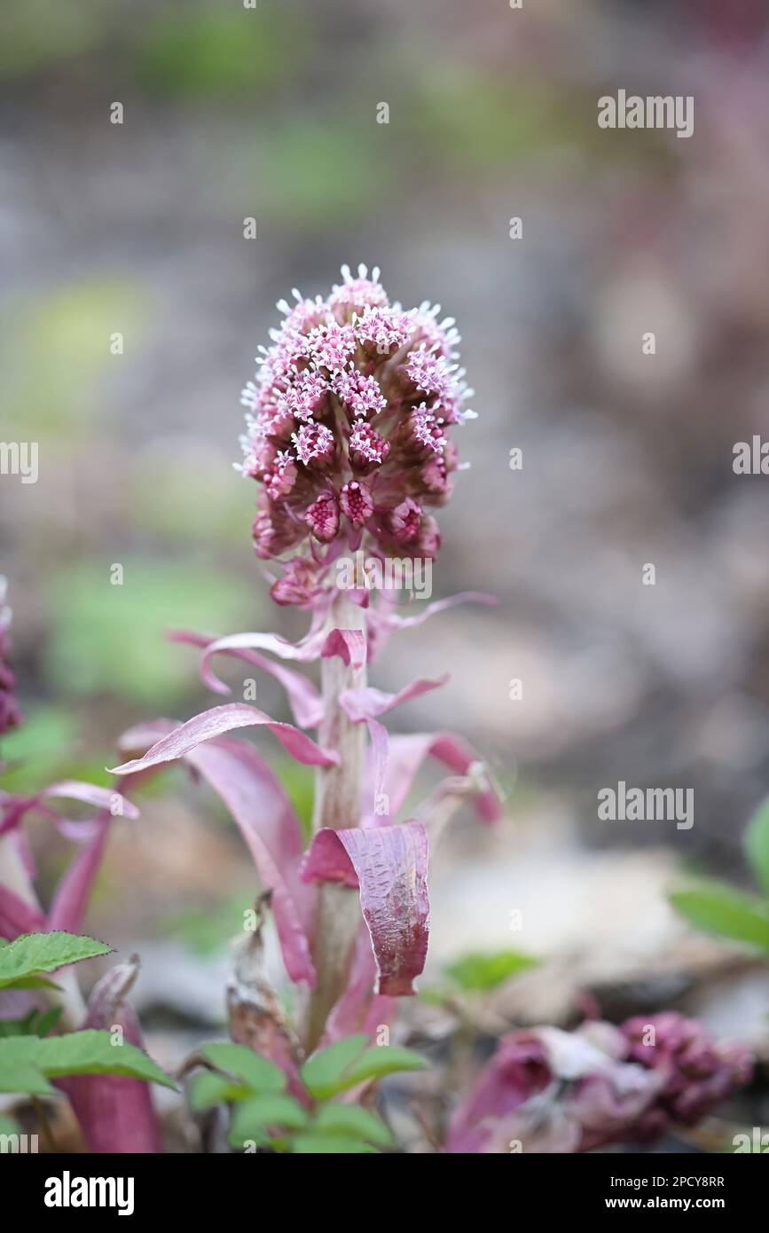 Petasites hybridus, connu sous le nom de Common Butterbur, Bog Rhubarb, Devil's Hat, plante sauvage de Finlande Banque D'Images