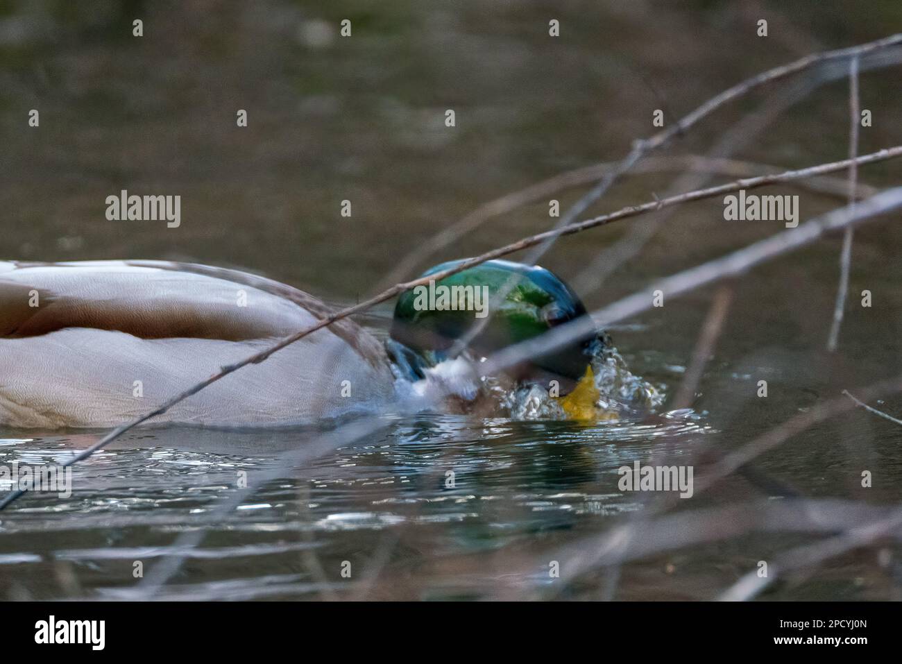 Canard avec sa tête sous l'eau à la recherche de nourriture dans le lac Banque D'Images