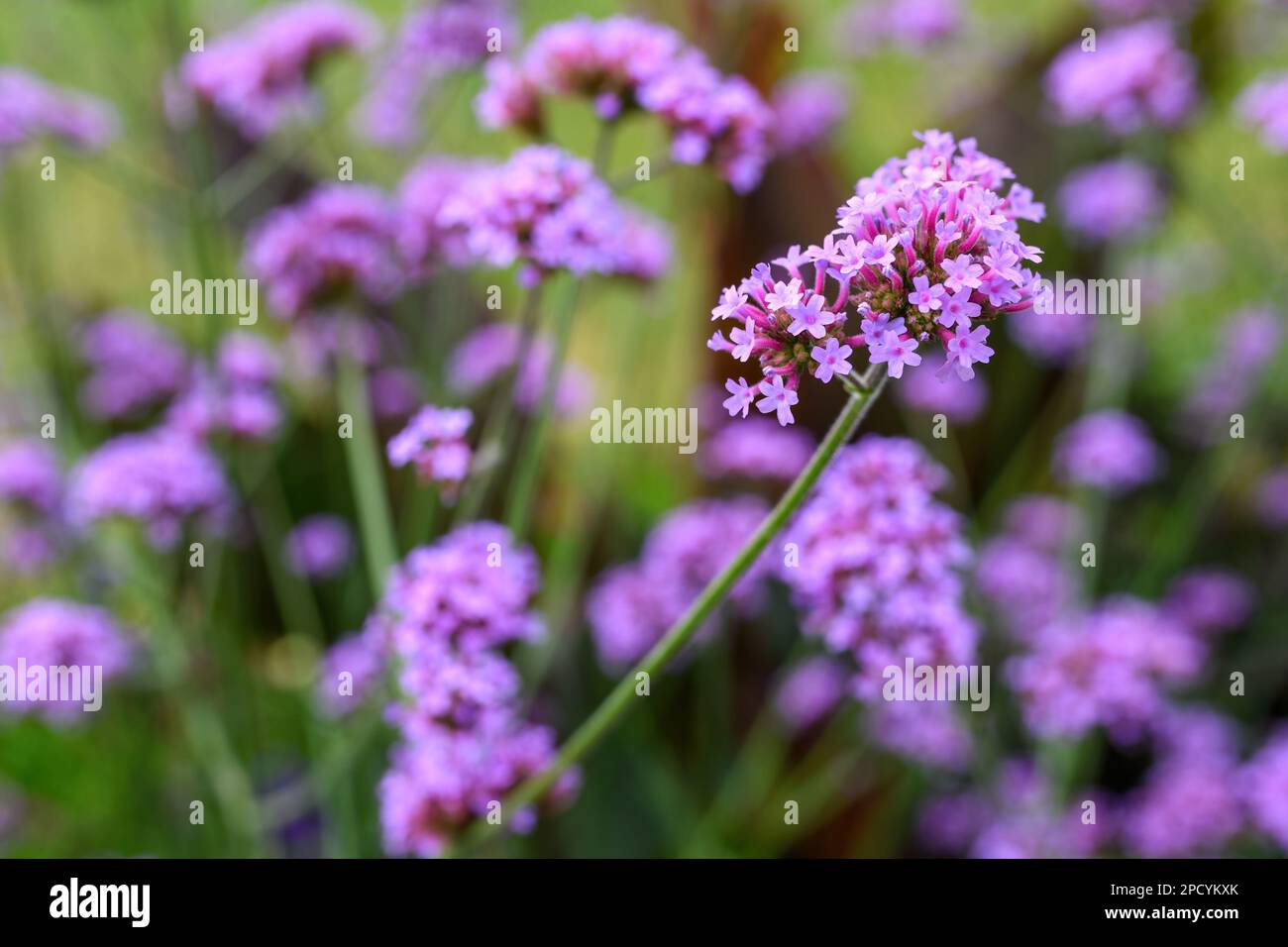 Purpetop fleur en vain dans le jardin, foyer sélectif Banque D'Images