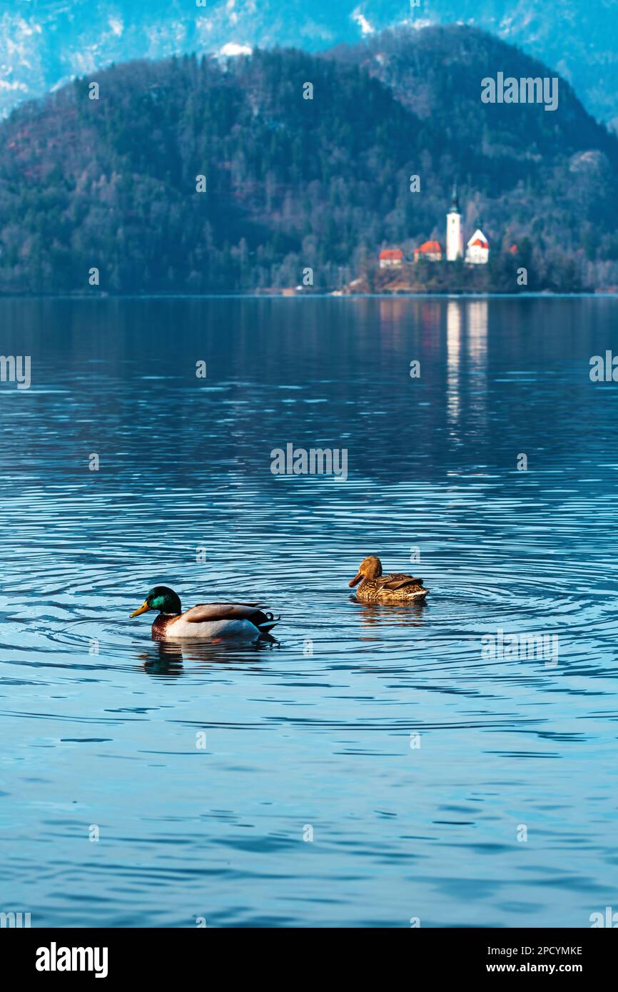 Paire de canards sauvages, mâles et femelles, flottant sur la surface de l'eau plate du lac Bled en février matin froid avec le célèbre monument, l'Assumptio Banque D'Images