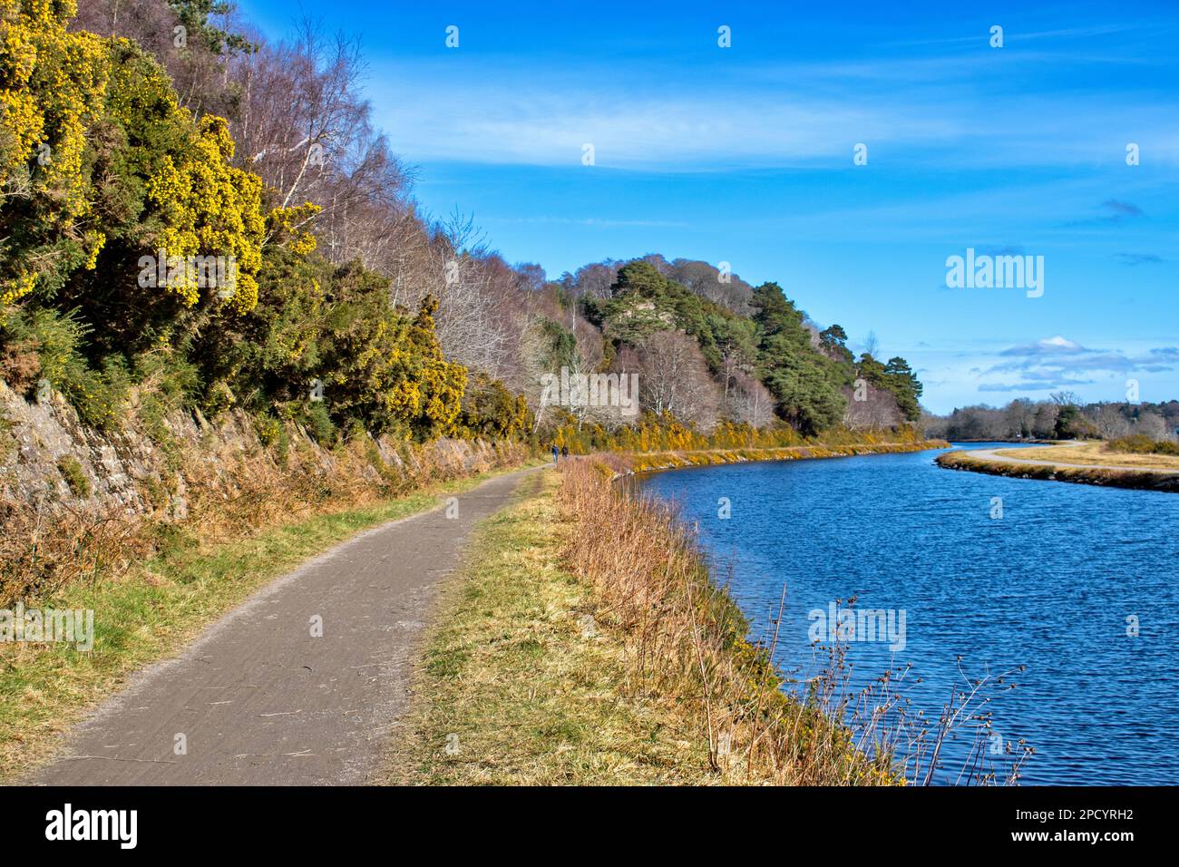 Canal Caledonian Inverness Scotland ciel bleu et la piste ou le sentier le long du canal bordé par les fleurs jaunes de la gorge au printemps Banque D'Images