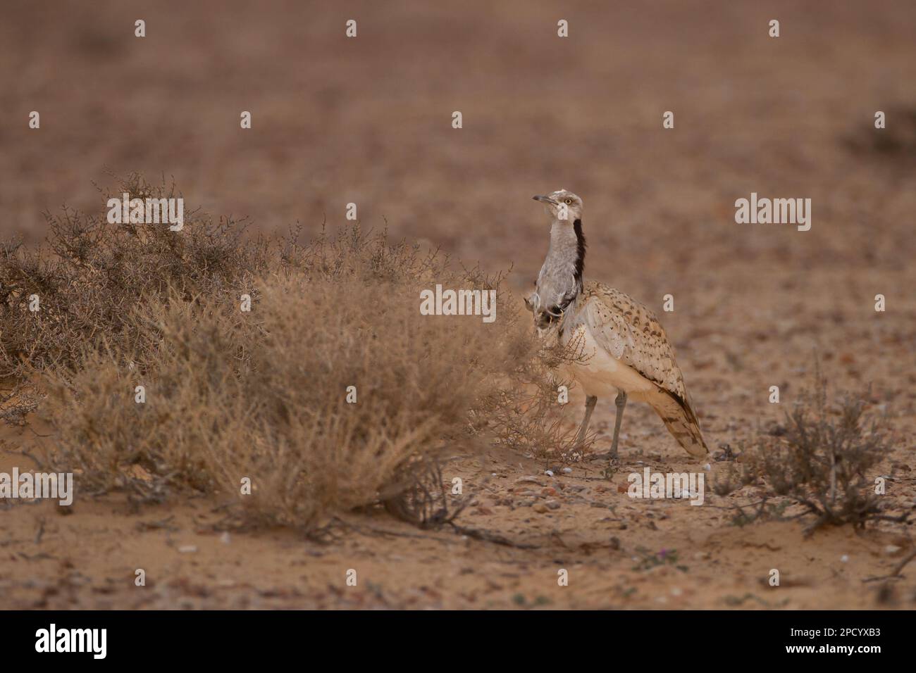 Exposition d'un butarde mâle de MacQueen (Chlamydotis maqueenii) الحُبَارَى الآسِيَوِيّ est un grand oiseau de la famille des bustards. Il est natif de Banque D'Images