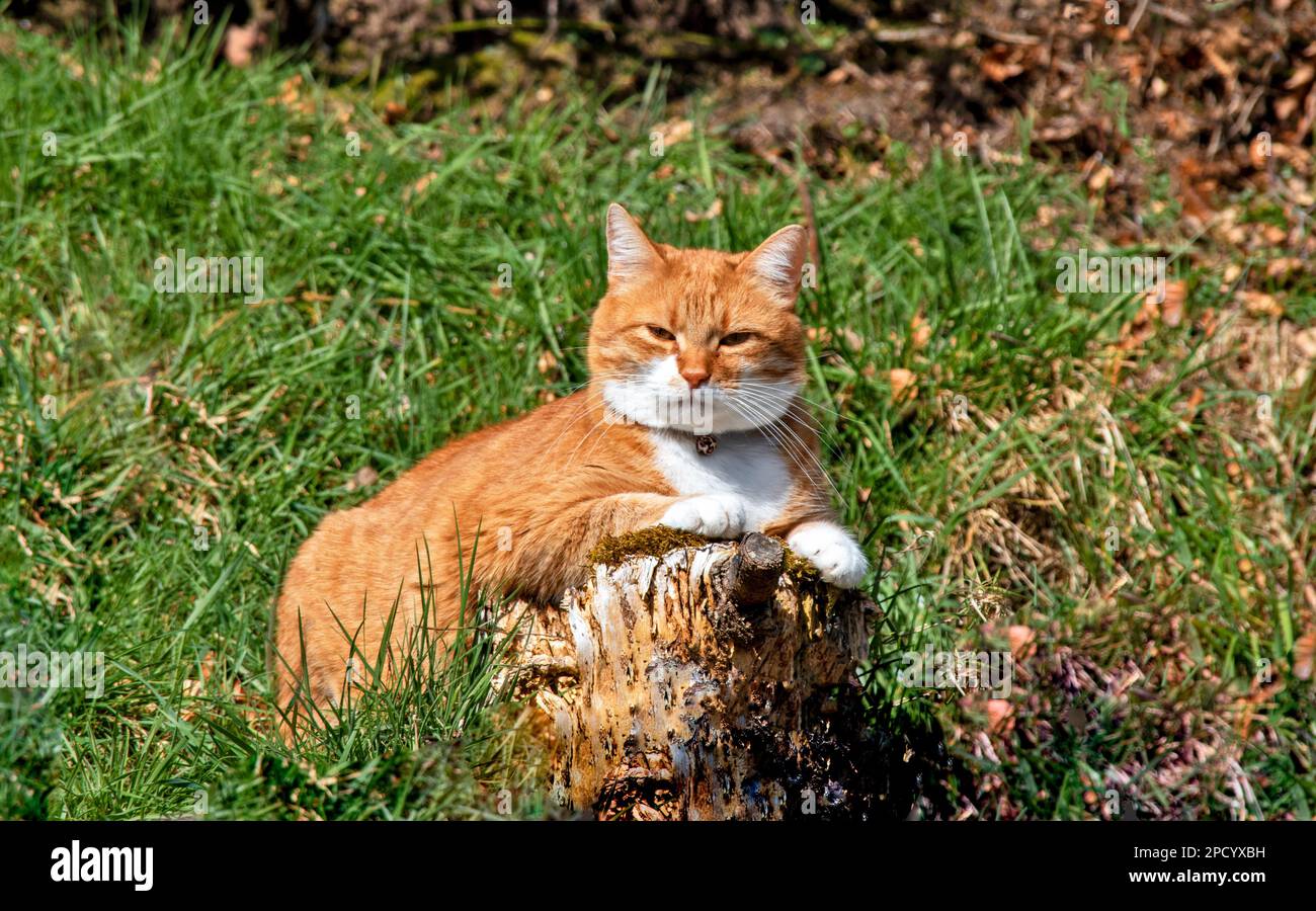 Chat de gingembre reposant sur une souche d'arbre sous le soleil du printemps Banque D'Images