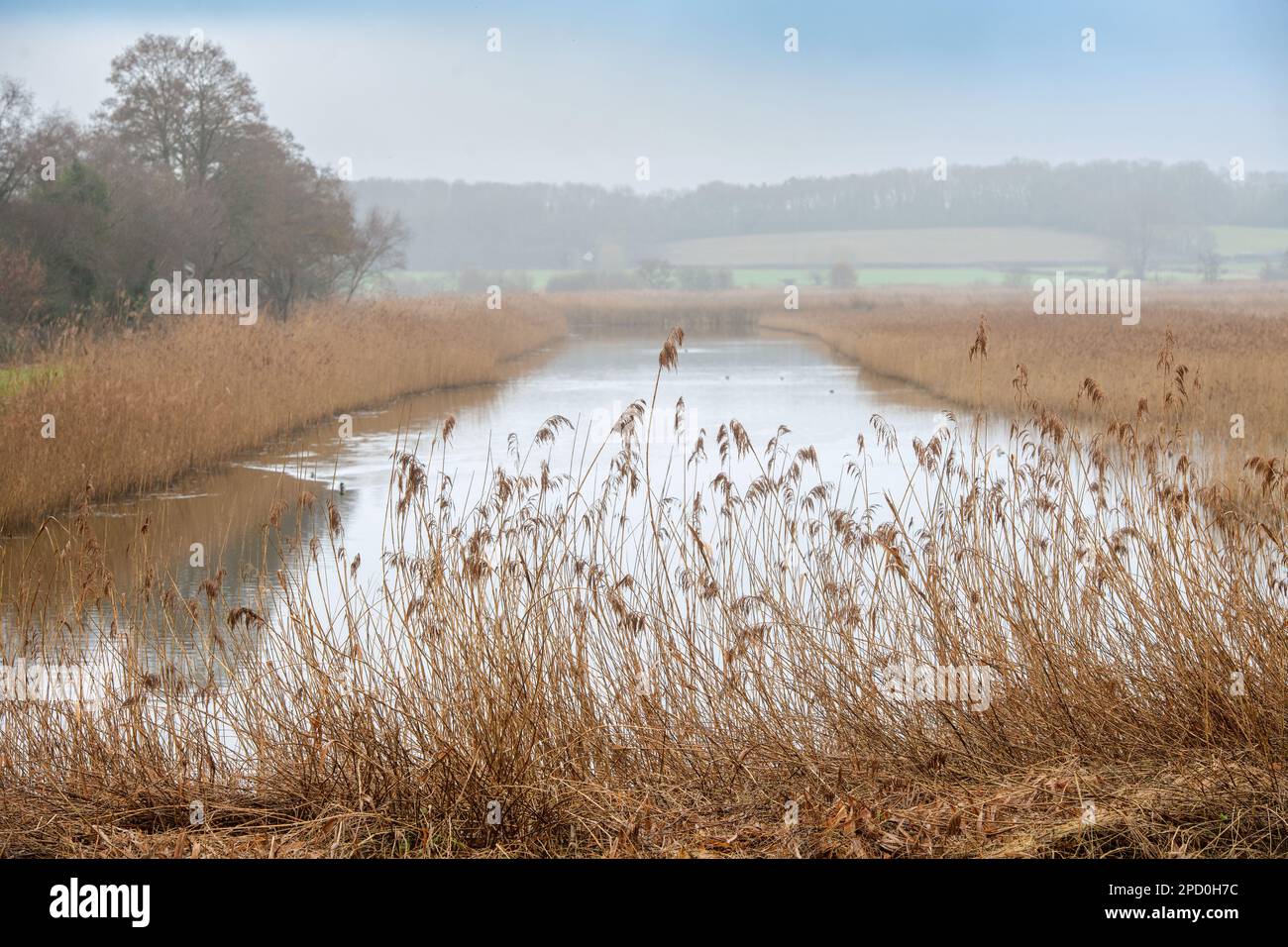 RSPB Ham Wall à Meare près de Glastonbury, Royaume-Uni Banque D'Images