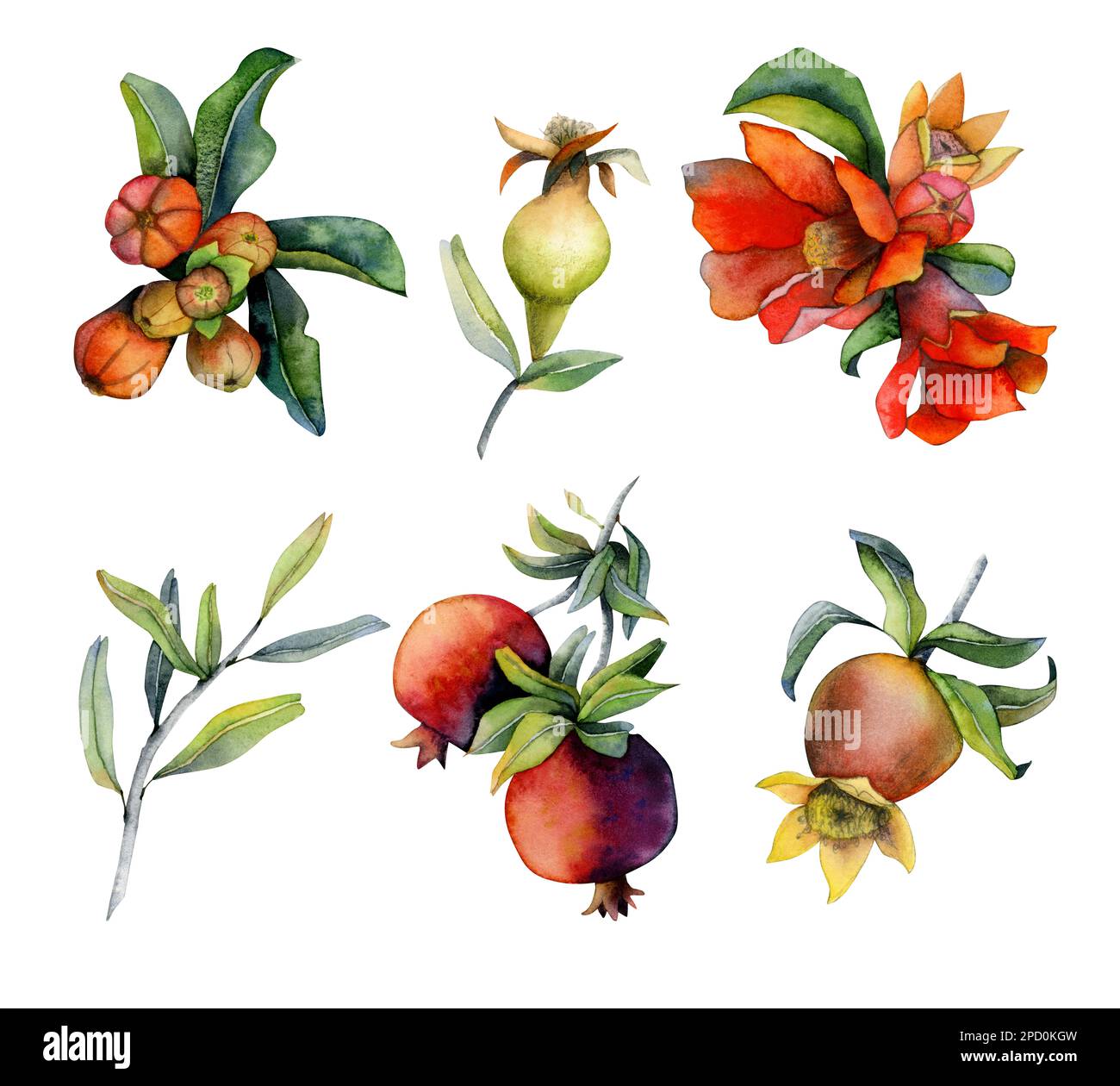 Branches avec des fruits grenade et des fleurs rouges. Ensemble d'illustrations aquarelles d'éléments de conception isolées sur fond blanc Banque D'Images
