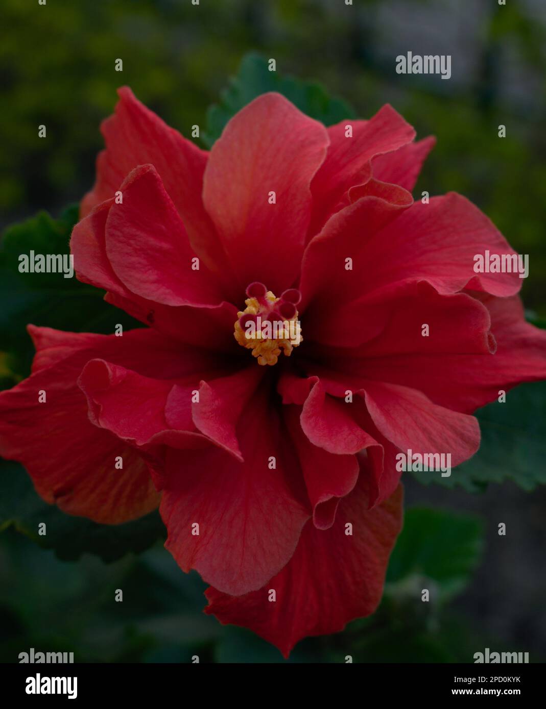 Hibiscus Flower Panchamukhi Jaba en pleine floraison Photographie de paysage Banque D'Images