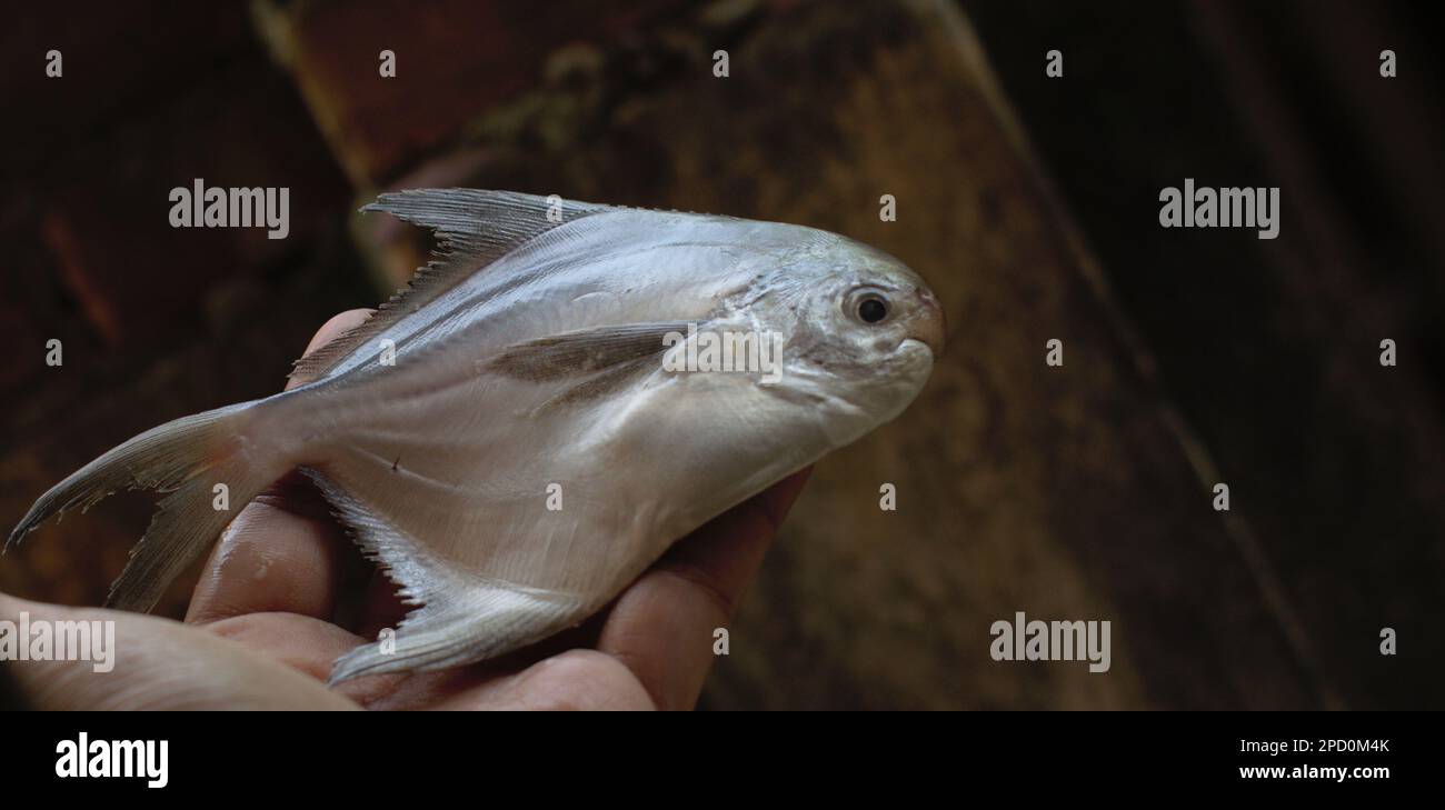Conservation de l'image brute de poisson Pomfret Banque D'Images