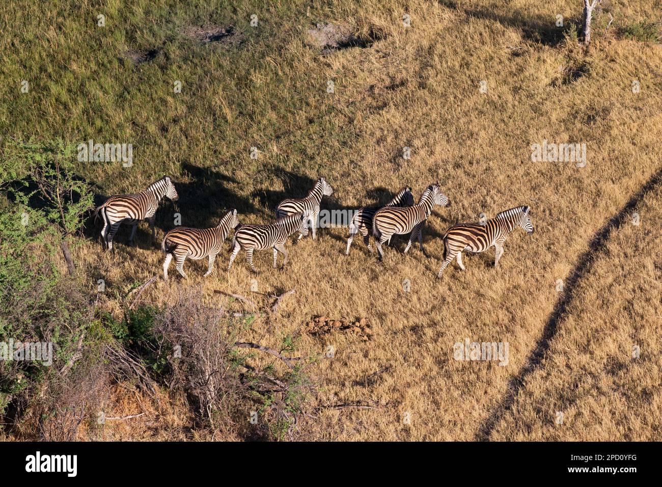 Troupeau de zébrures marchant dans le marais d'Okavango. Okavango Delta, Botswana, Afrique Banque D'Images