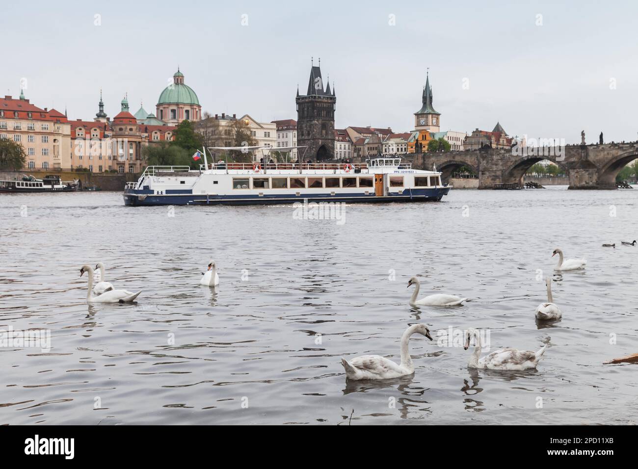 Prague, République Tchèque - 1 mai 2017: Les cygnes sont sur la Vltava à Prague, bateau touristique est sur un fond Banque D'Images