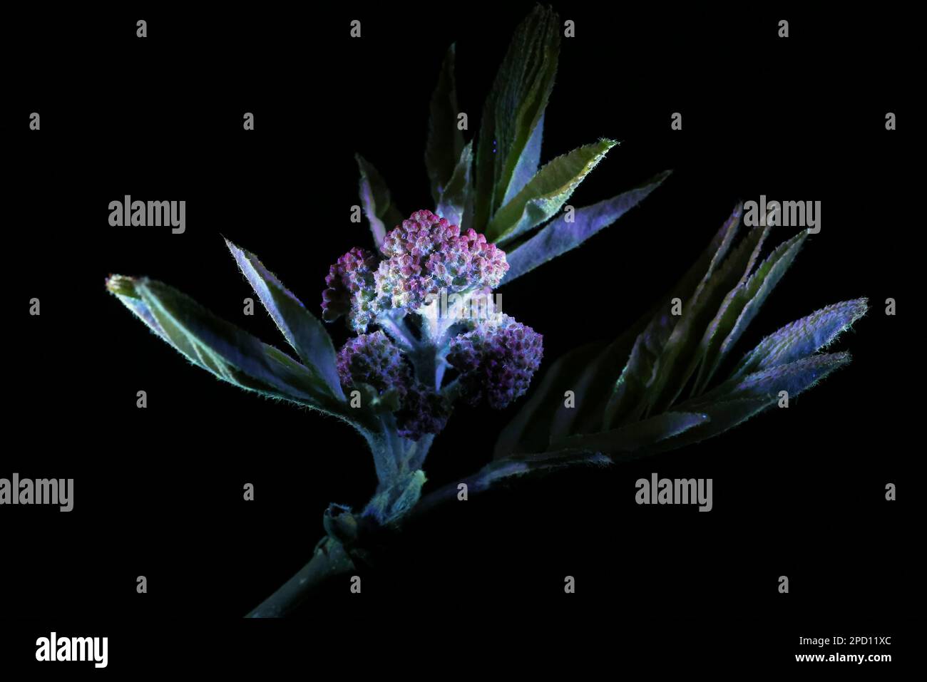 Rowan, Sorbus aucuparia, boutons de fleurs photographiés dans la lumière ultraviolette Banque D'Images