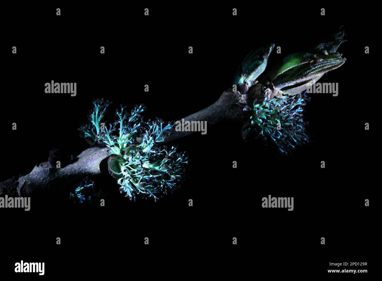 Fluorescence de fleurs de cendres communes, Fraxinus excelsior, photographiée à la lumière ultraviolette (365 nm) Banque D'Images