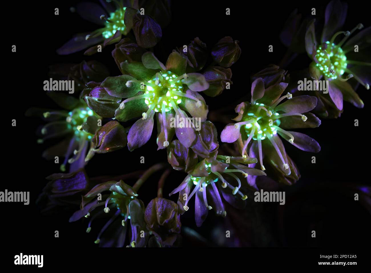 Fleurs fluorescentes de l'érable norvégien Acer platanoides, photographiées à la lumière ultraviolette (365 nm) Banque D'Images
