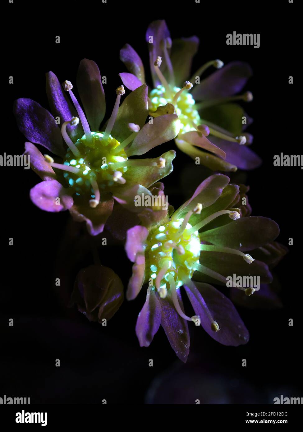 Fleurs fluorescentes de l'érable norvégien Acer platanoides, photographiées à la lumière ultraviolette (365 nm) Banque D'Images