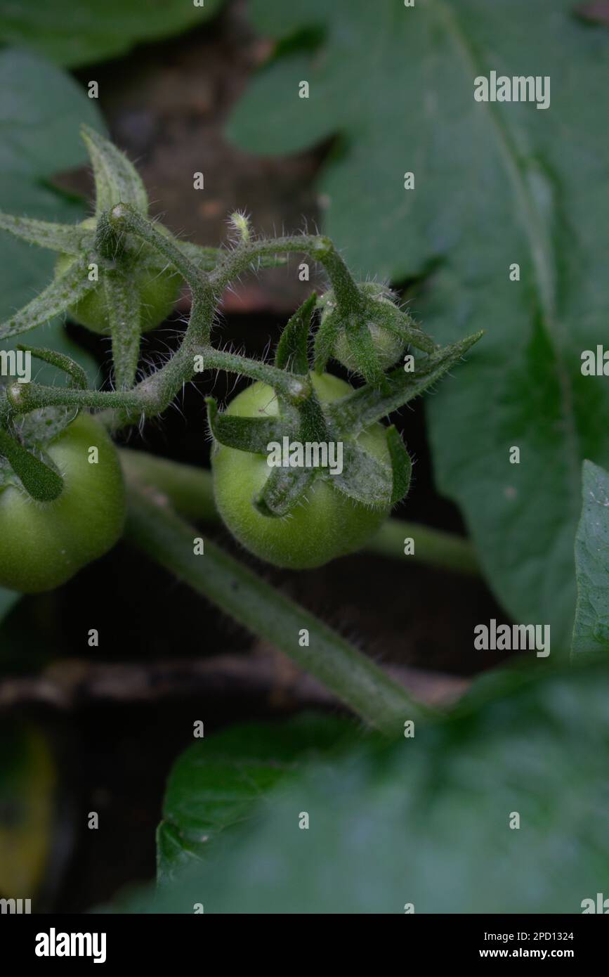 Fruit vert de tomate non mûr ou légume suspendu sur tige vue du dessus Photographie Banque D'Images