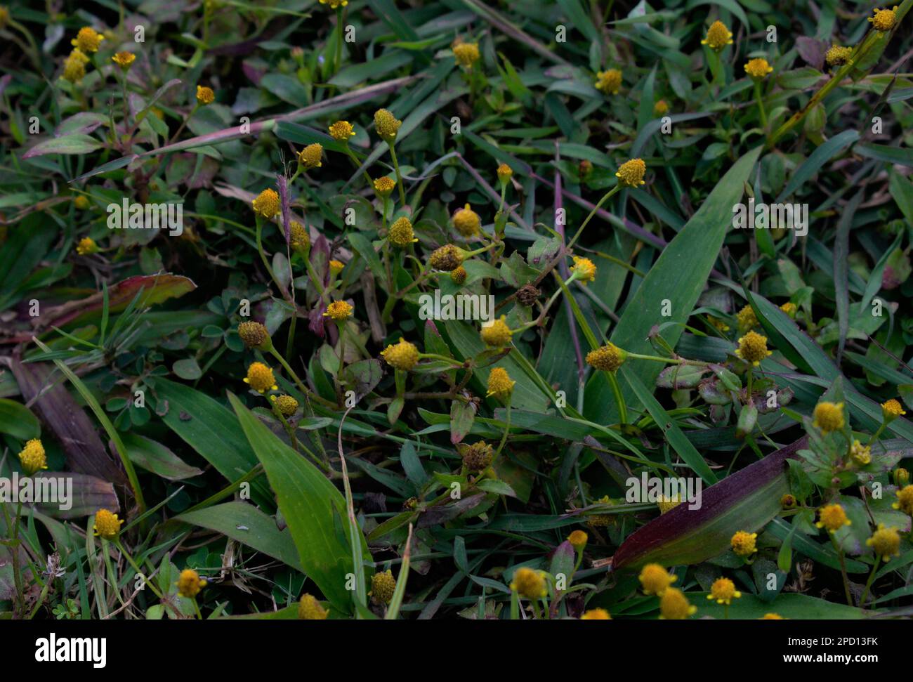 Fleur de mauvaise herbe jaune arrière-plan Banque D'Images