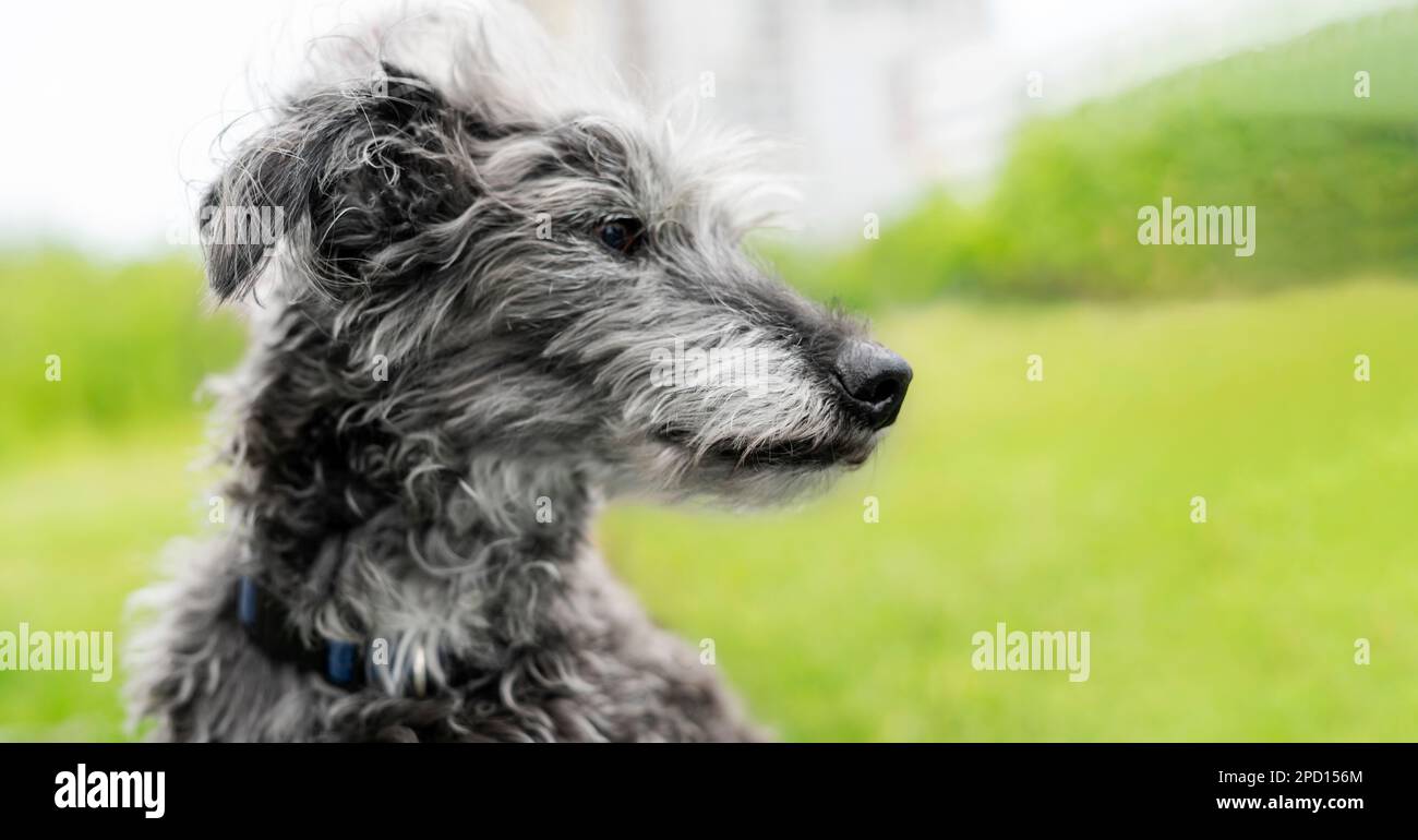 portrait d'un chien mixte bedlington terrier ou bedlington whippet gris peluche chien senior reposant sur les animaux de compagnie de l'herbe verte soins d'adoption et chien de marche Banque D'Images