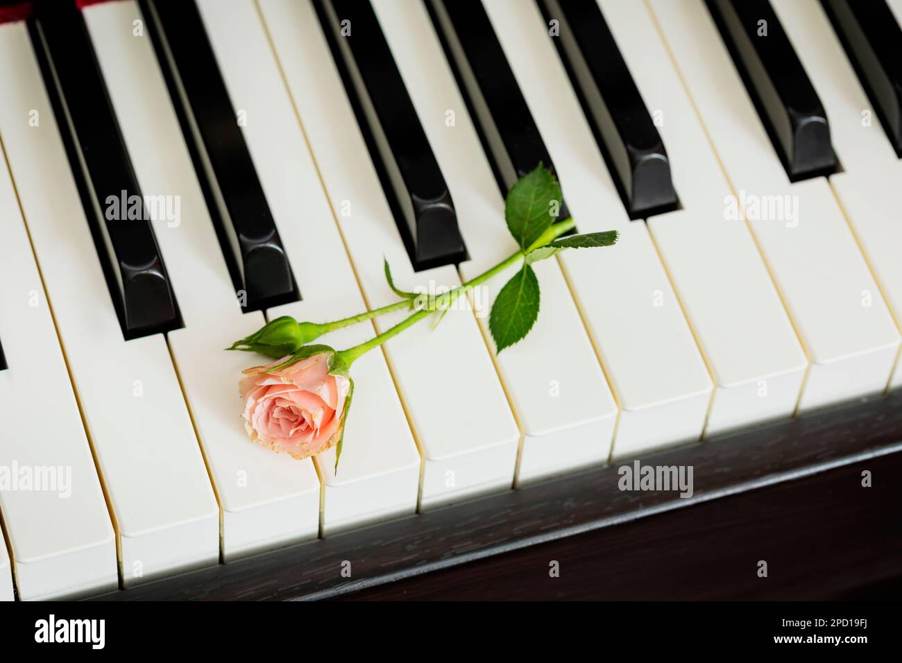 Romantique, composition musicale de vacances avec rose rose sur clavier de piano. Cours de piano, éducation musicale, concert ou passe-temps. Concept de rencontres ou d'amour. M Banque D'Images