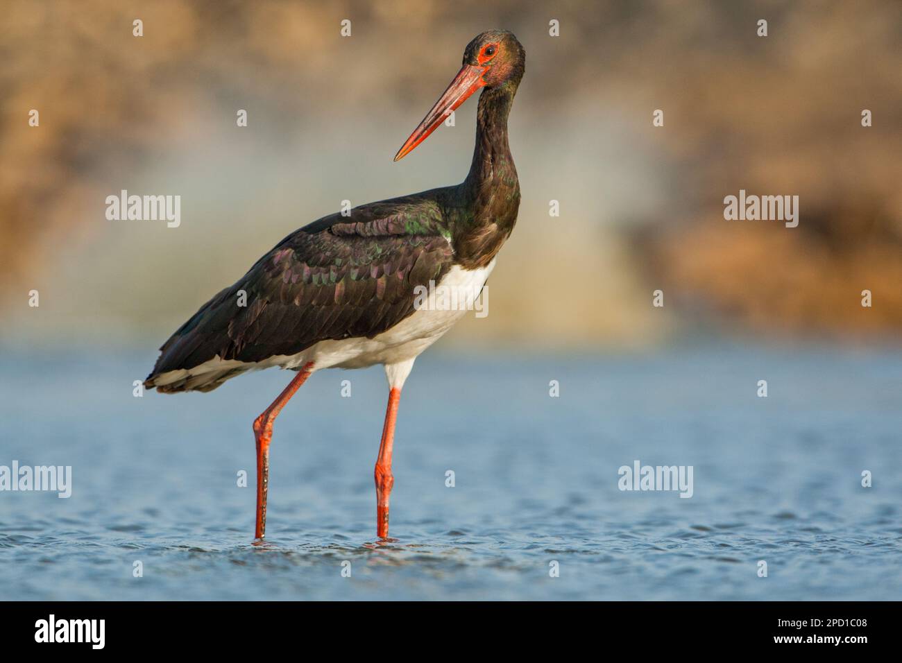 Le ciconien noir (Ciconia nigra) recherche de nourriture dans les eaux peu profondes photographié en Israël ce wader habite les zones humides, se nourrissant de poissons, de petits animaux Banque D'Images