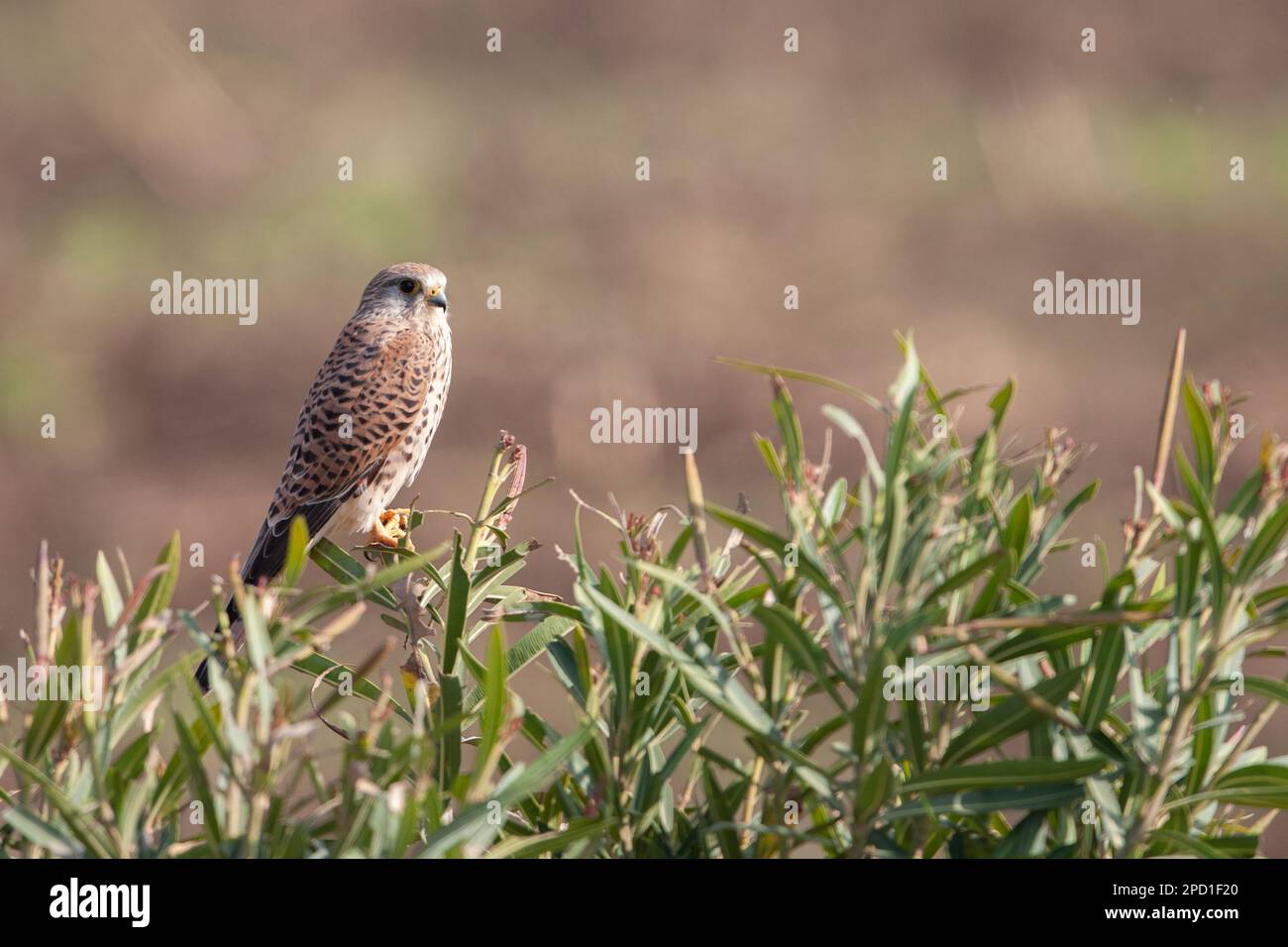 Le kestrel commun (Falco tinnunculus) est un oiseau de proie