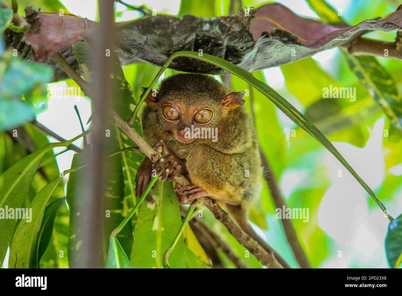 Philippin tarsier : un primate timide se suicide lorsqu'il est stressé en captivité. Île de Bohol, faune sauvage des Philippines, protection des espèces menacées Banque D'Images