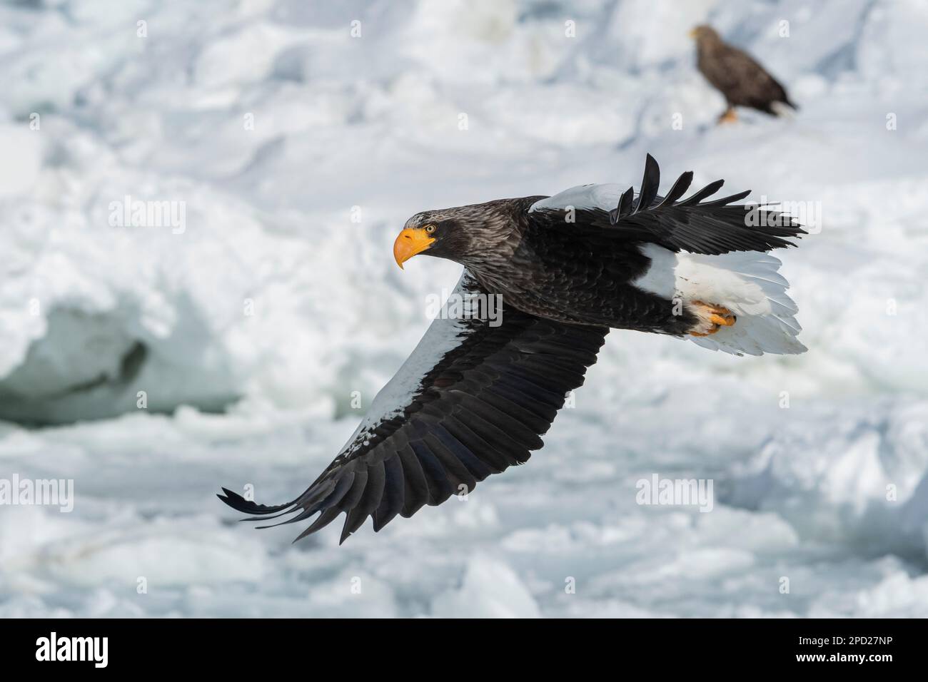 Les magnifiques ailes étirées de l'aigle de mer géant de Steller. Banque D'Images
