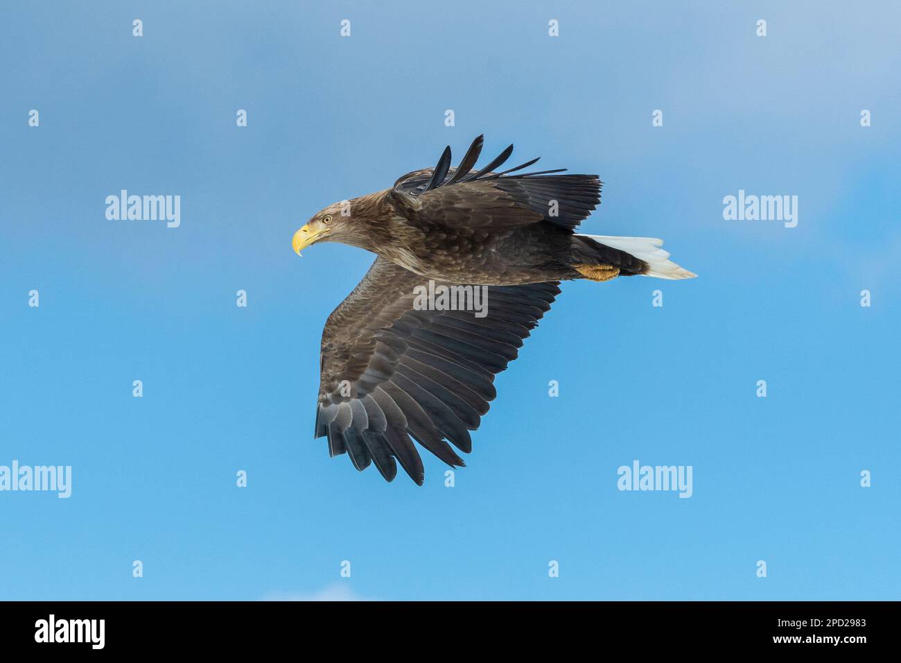 Profil d'un aigle à queue blanche en vol à Hokkaido, Japon Banque D'Images