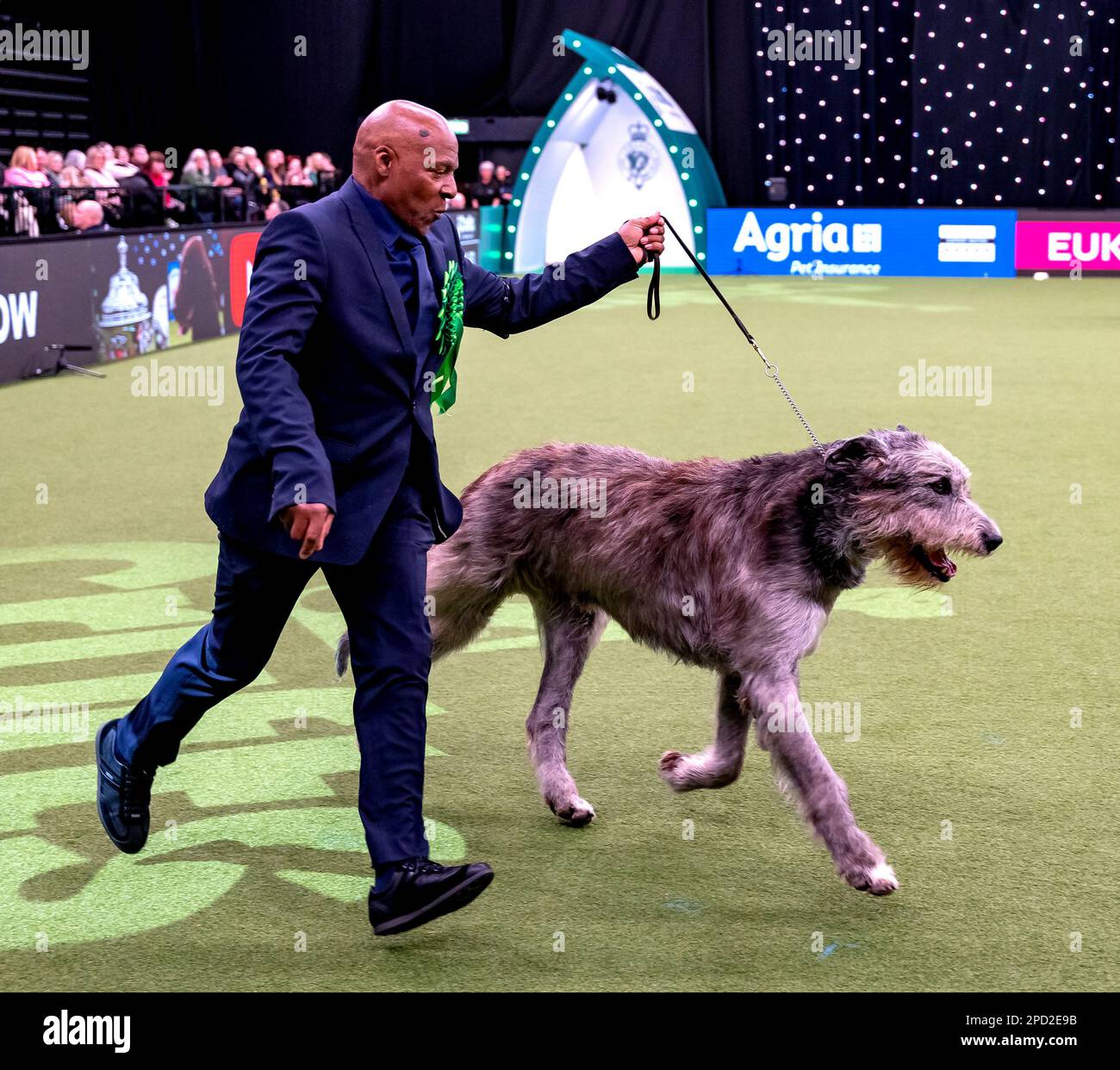 Paris le chien-loup irlandais appartenant au chanteur de la vraie chose Chris Amoo est le vainqueur du titre de groupe Hound au Crufts 2023 Banque D'Images