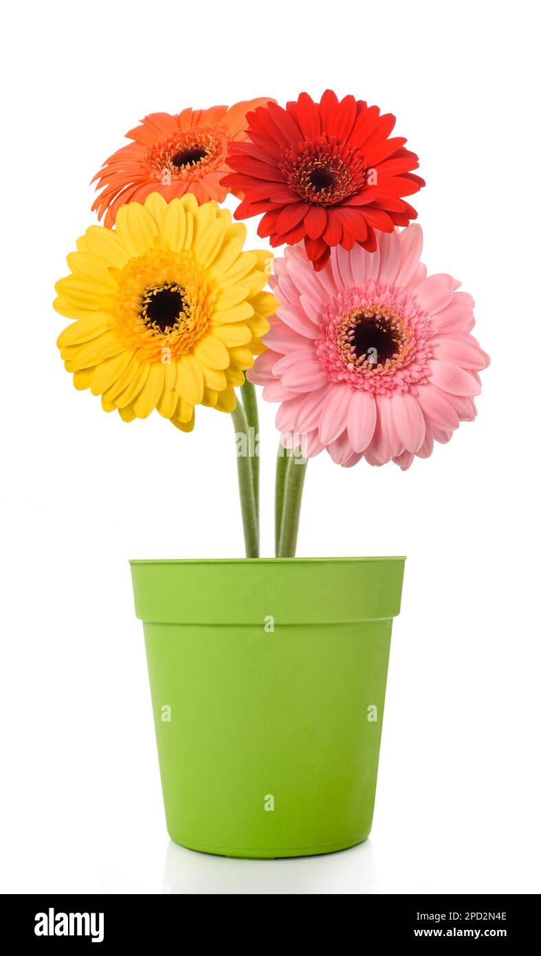 Gerberas fleurit dans un vase isolé sur fond blanc Banque D'Images