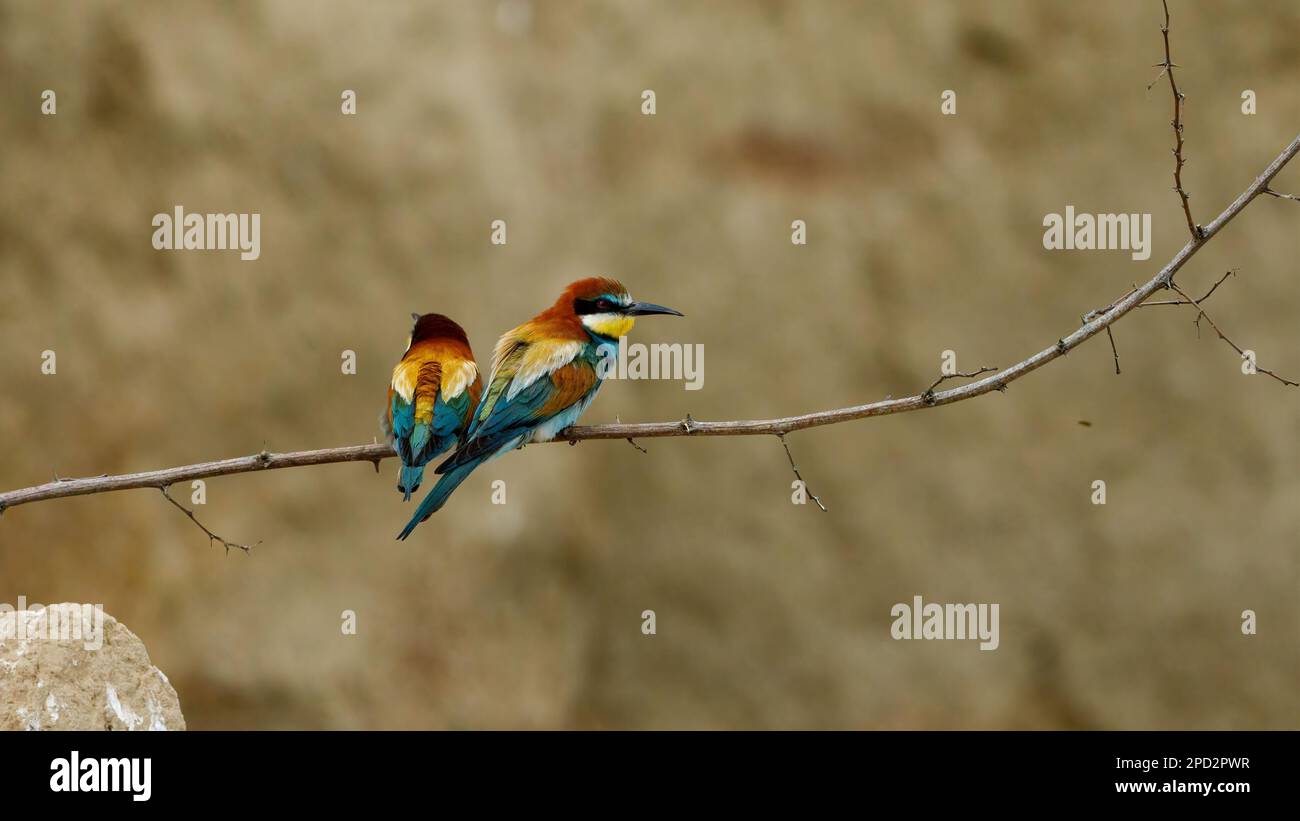 Bee Eater coloré dans le delta du Danube Banque D'Images