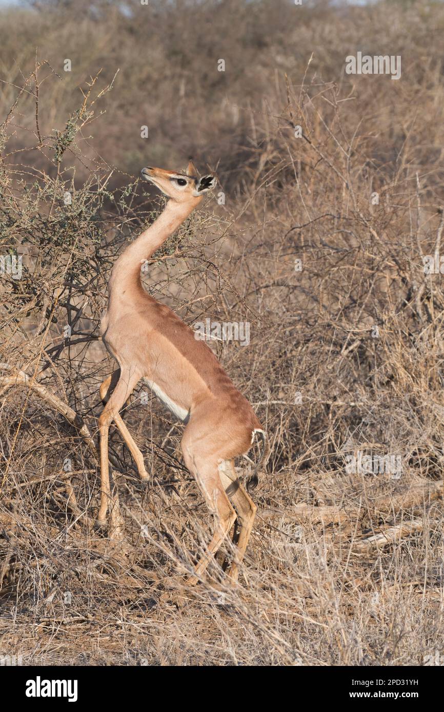 Femelle gerenuk (Litocranius walleri) revenant à quatre jambes, ayant nourri sur la position debout sur les deux pour atteindre pour plus de navigation Banque D'Images