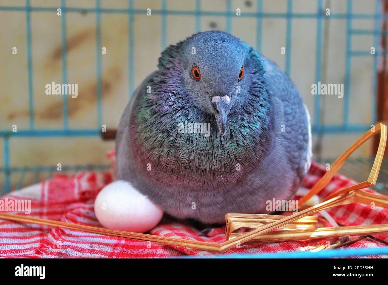 Gros plan du pigeon protecteur de mère protégeant son oeuf à l'intérieur du loft Banque D'Images
