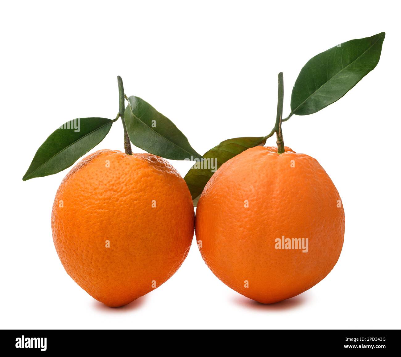 Deux oranges douces isolées sur fond blanc Banque D'Images