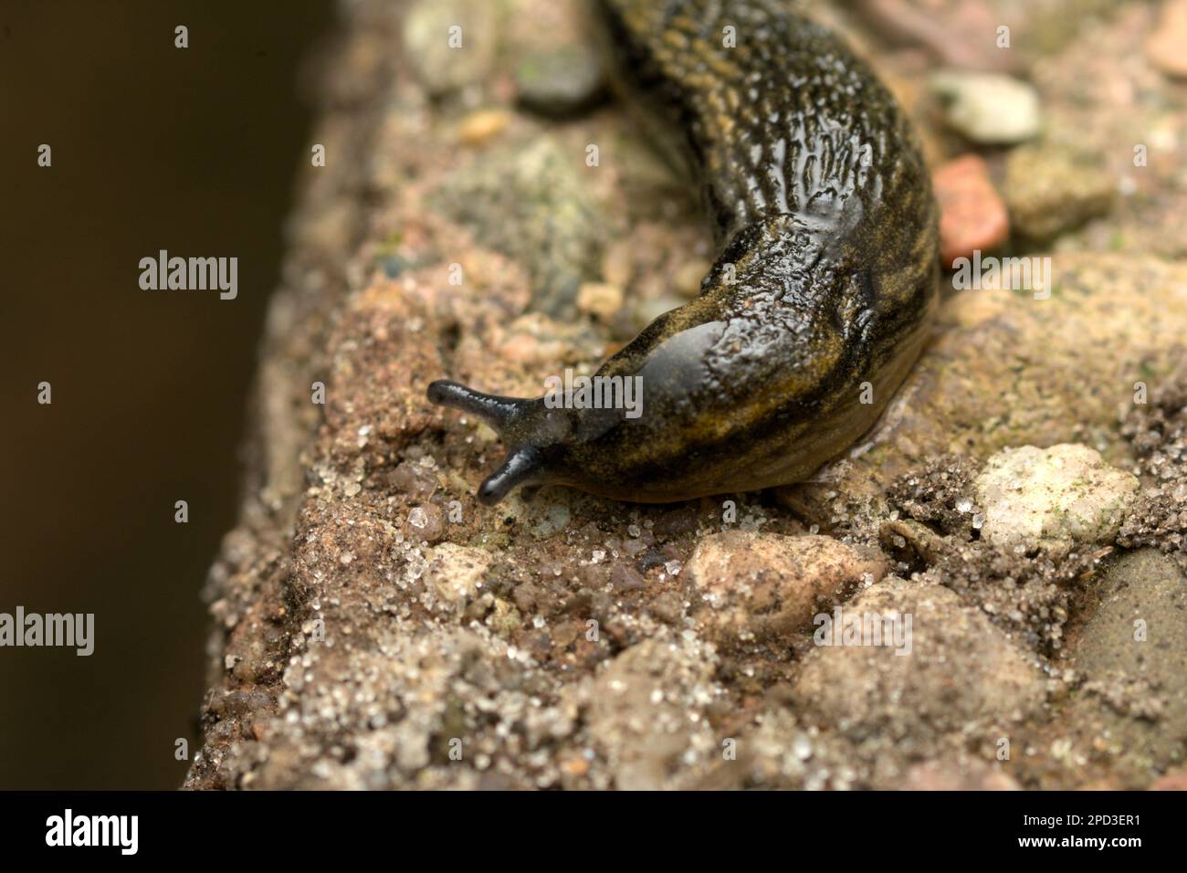 Limace terrestre (genre Arion) rampant sur sol rocheux, escargot, mollusques, macrophotographie, Garten-Wegschnecke, Nacktschnecke Banque D'Images