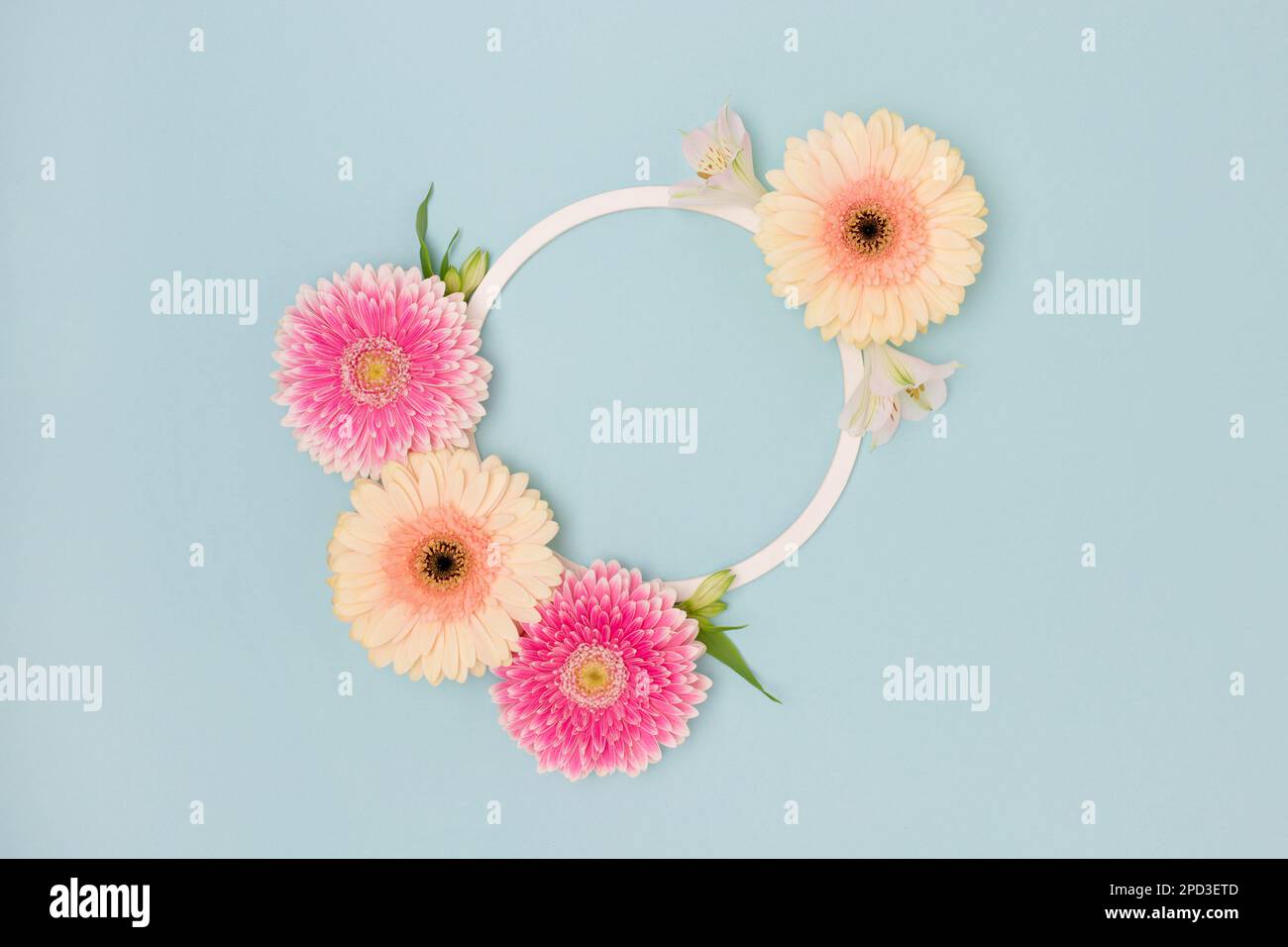 Cadre rond composé de feuilles vertes, d'alstroemeria et de fleurs de gerbera sur fond bleu. Banque D'Images