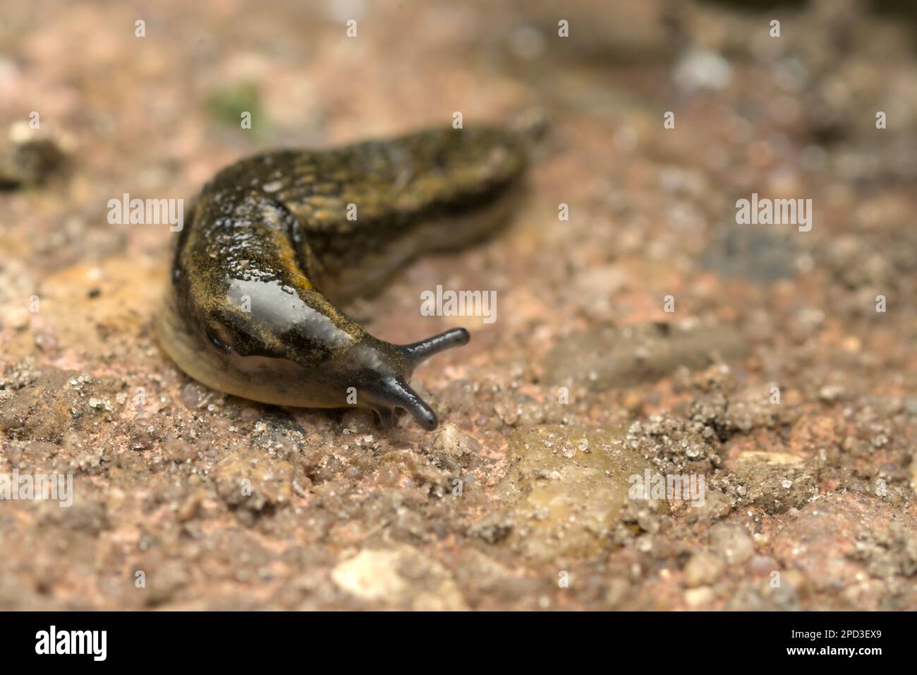 Limace terrestre (genre Arion) rampant sur sol rocheux, escargot, mollusques, macrophotographie, Garten-Wegschnecke, Nacktschnecke Banque D'Images