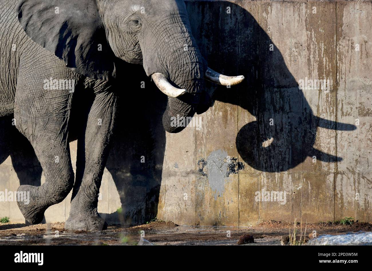 Eau potable de taureau d'éléphant provenant du réservoir de ciment, parc national Kruger, Afrique du Sud Banque D'Images