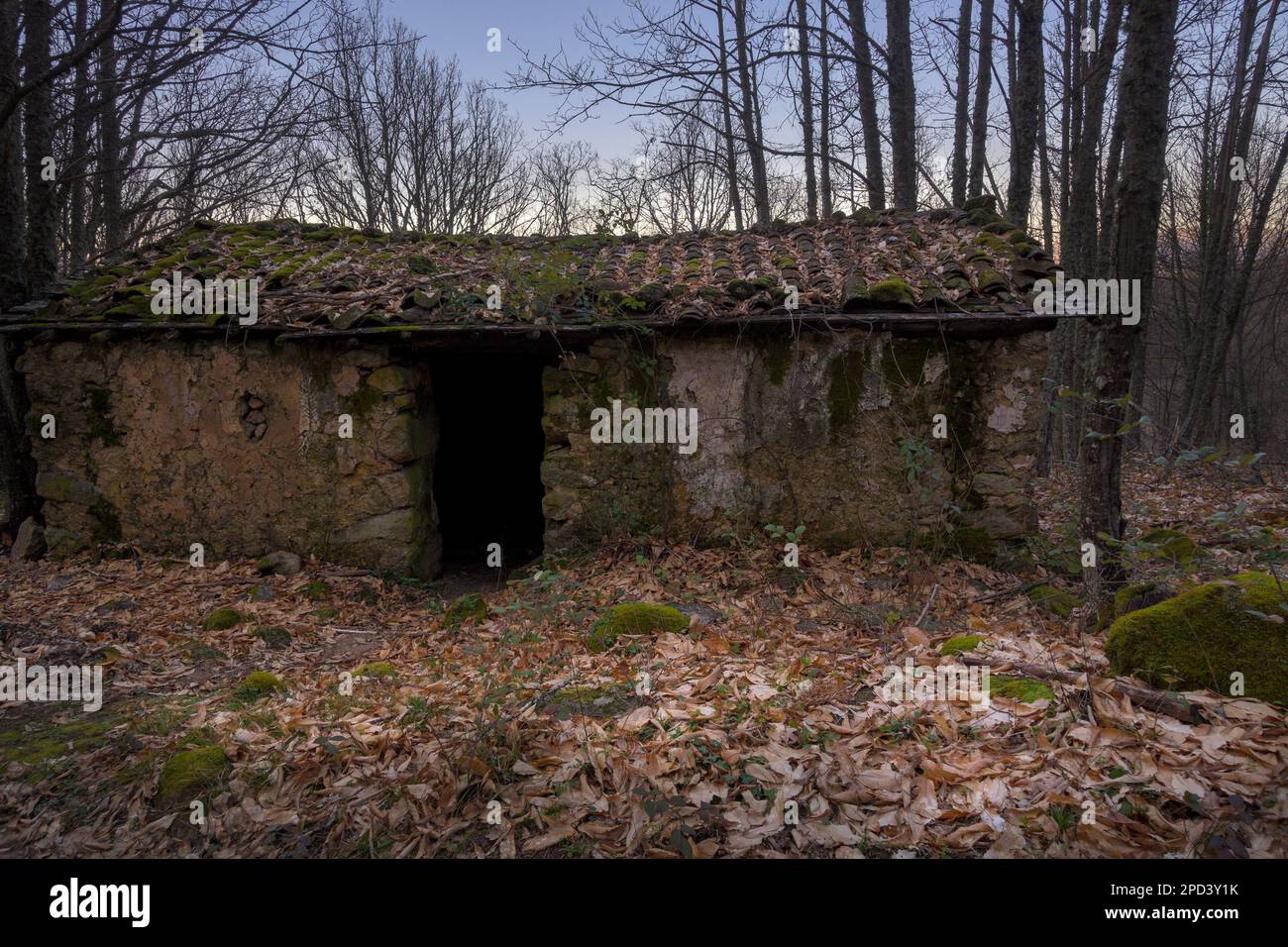 Maison abandonnée en ruines au milieu de la forêt à la fin de l'automne horizontal Banque D'Images