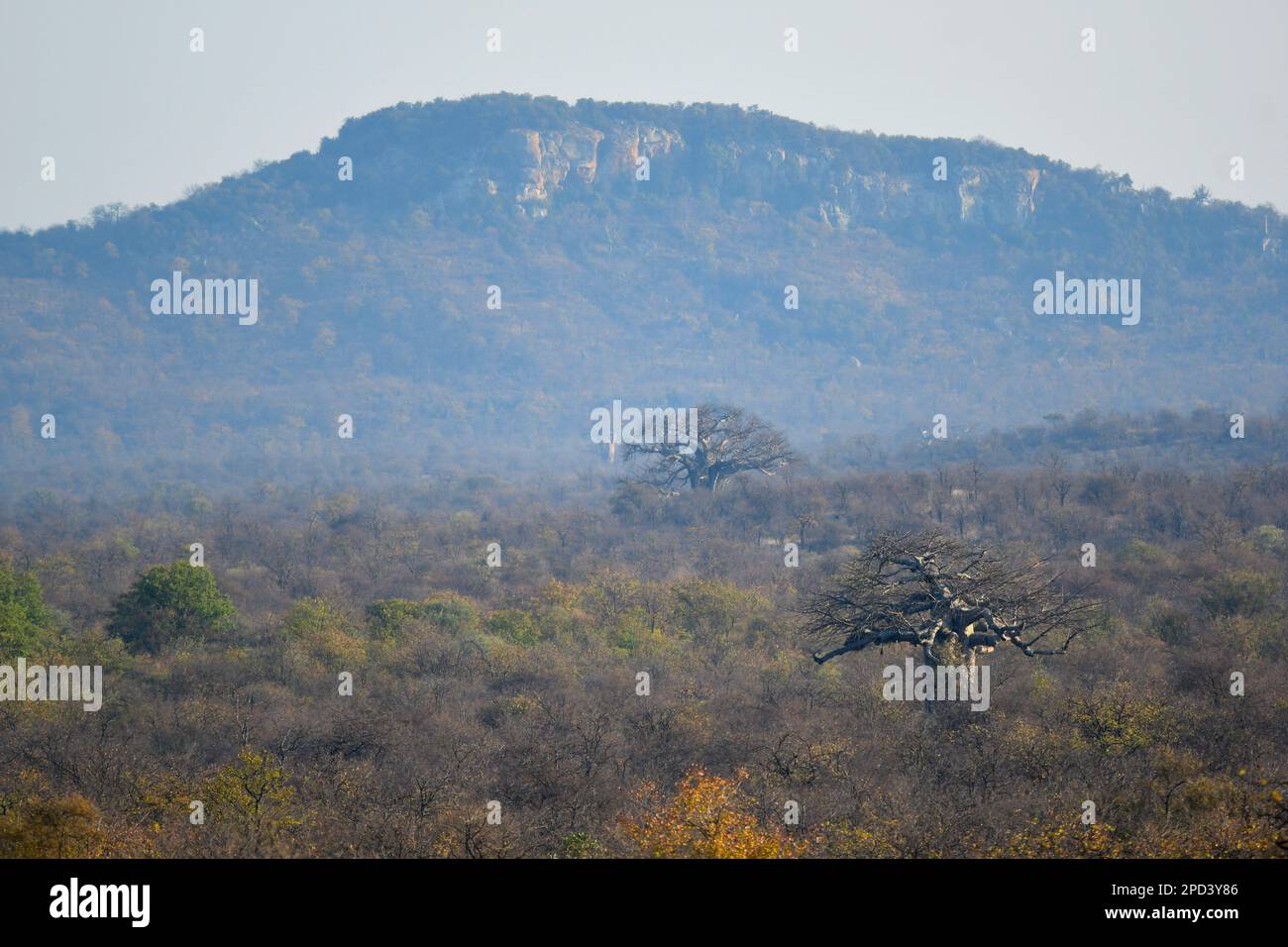 Baobab dans le nord du parc national Kruger, Afrique du Sud Banque D'Images