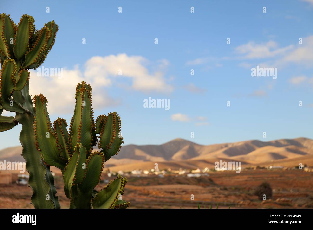 Gros plan du cactus Euphorbia abyssinica avec le désert de montagne derrière Banque D'Images
