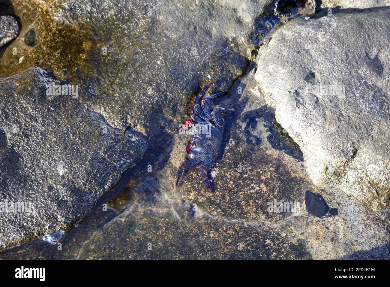 East Atlantic Sally Lightfoot Crab (Grapsus adscensionis) sur la roche de mer Banque D'Images