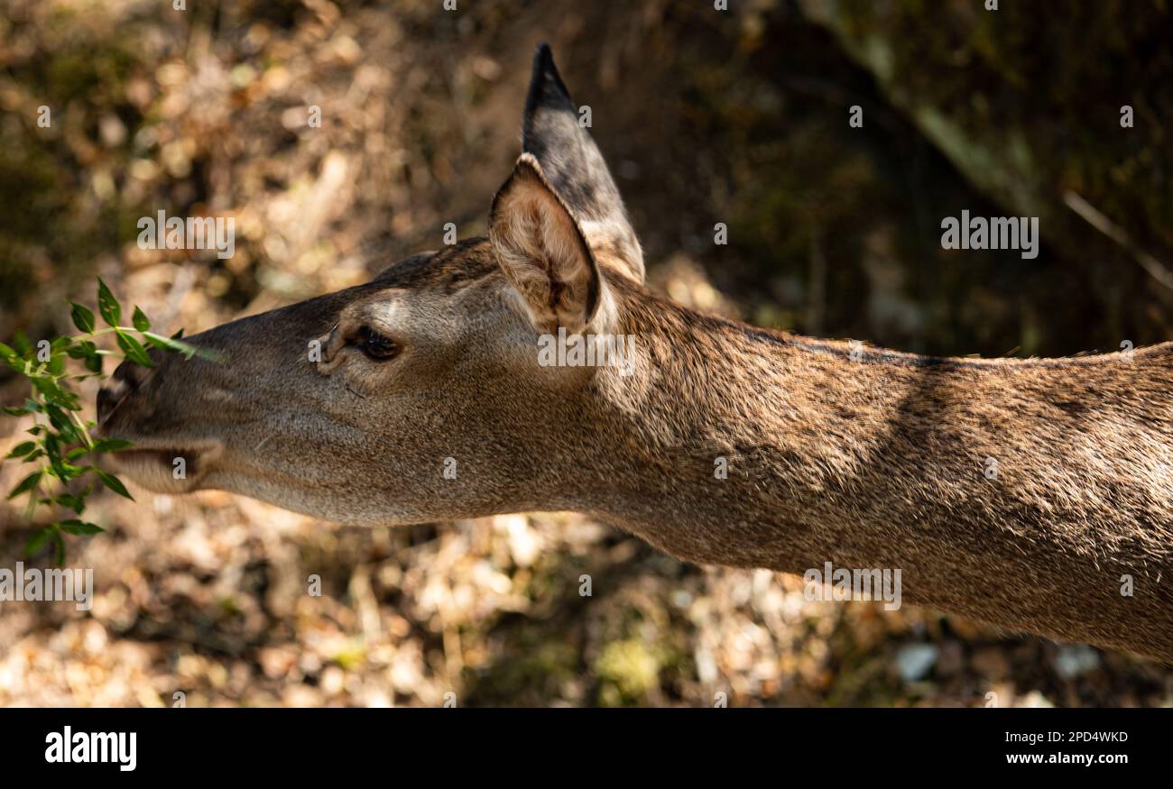 Un jeune cerf essayant de manger des feuilles dans la forêt Banque D'Images