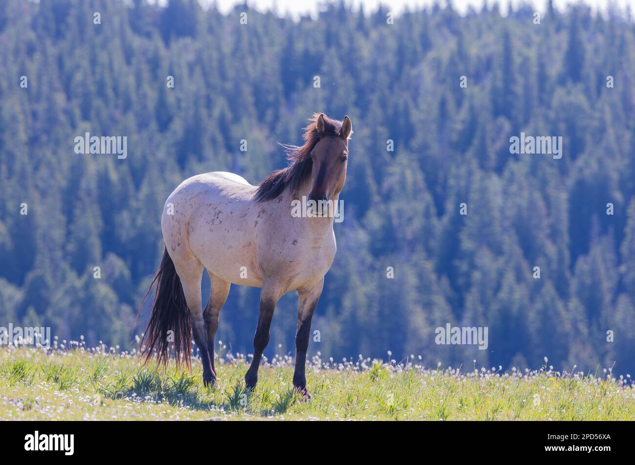 Wild Horse dans les montagnes Pryor Montana en été Banque D'Images